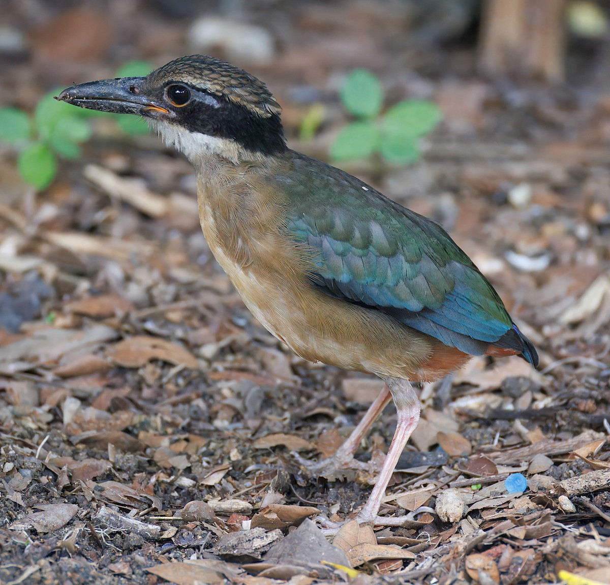 Mangrove Pitta - ML642097441