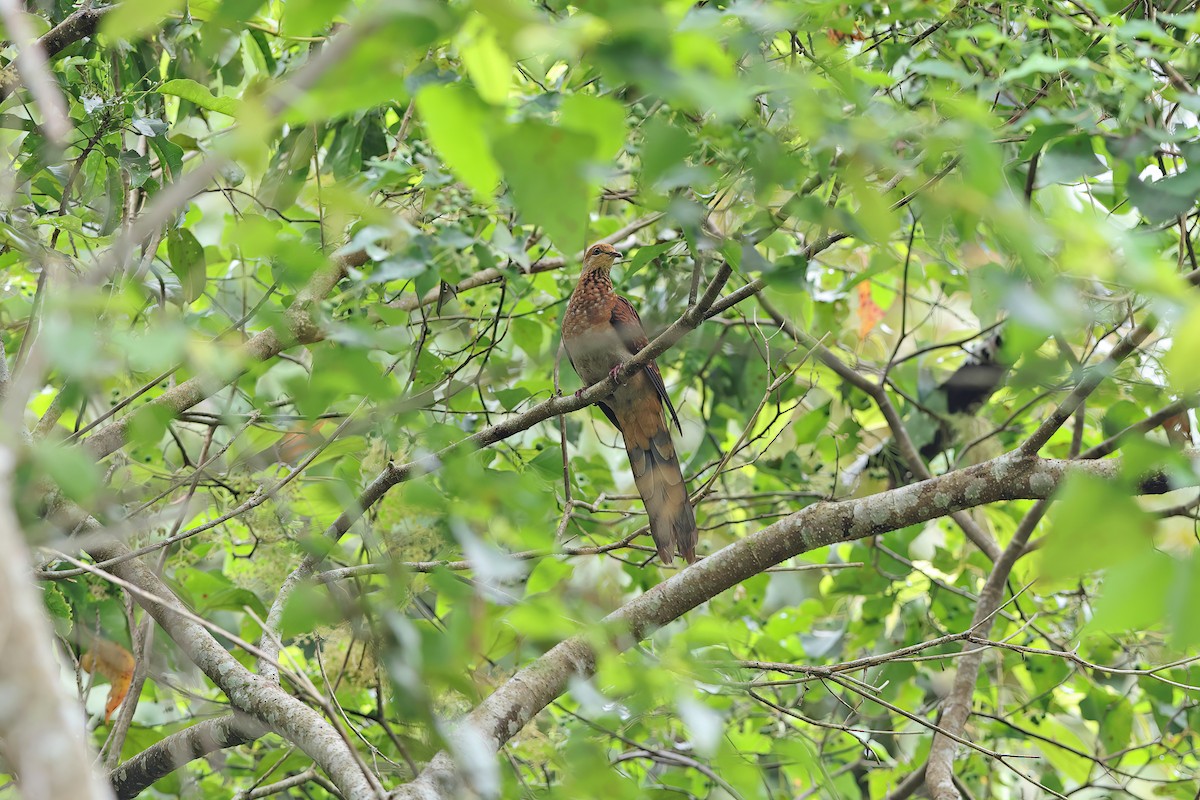 Sultan's Cuckoo-Dove - ML642097442