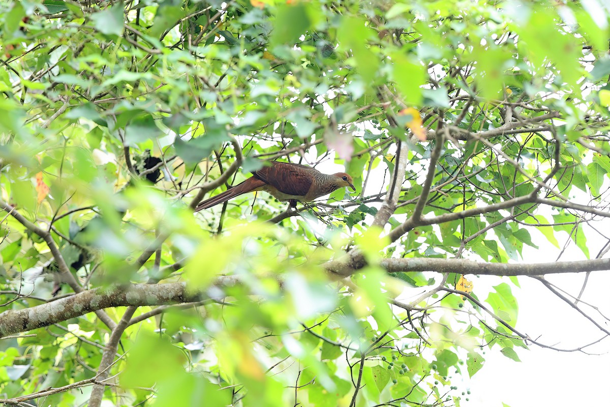 Sultan's Cuckoo-Dove - ML642097444