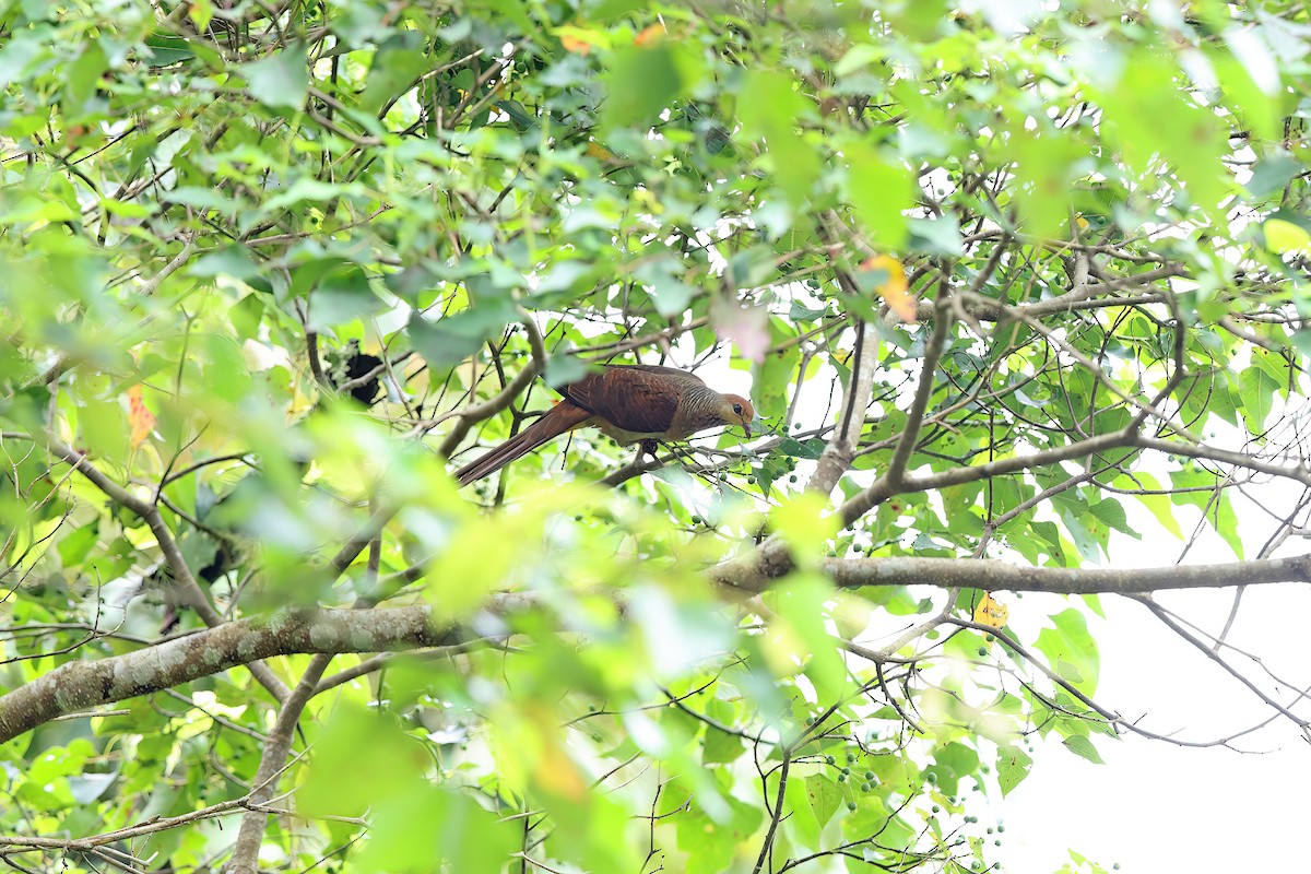 Sultan's Cuckoo-Dove - ML642097445