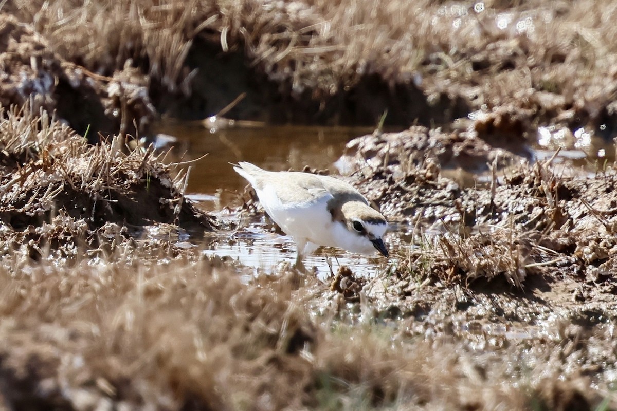 Red-capped Plover - ML642097447