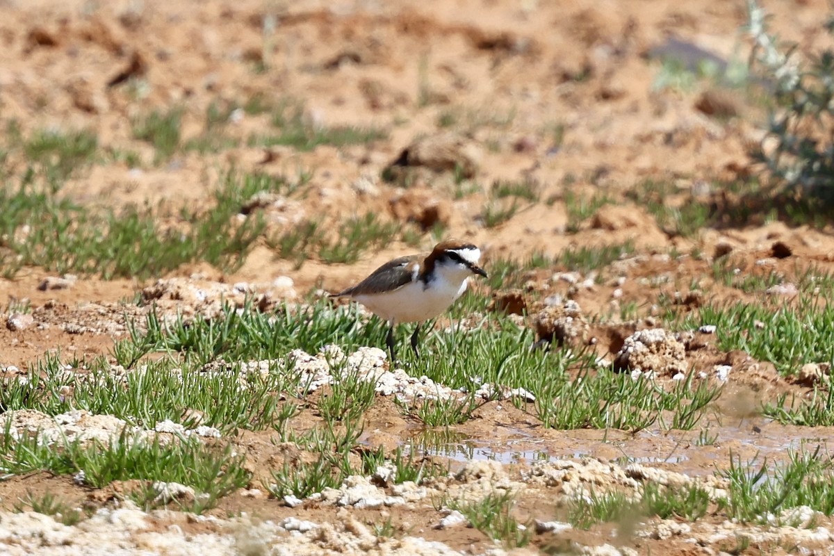 Red-capped Plover - ML642097448