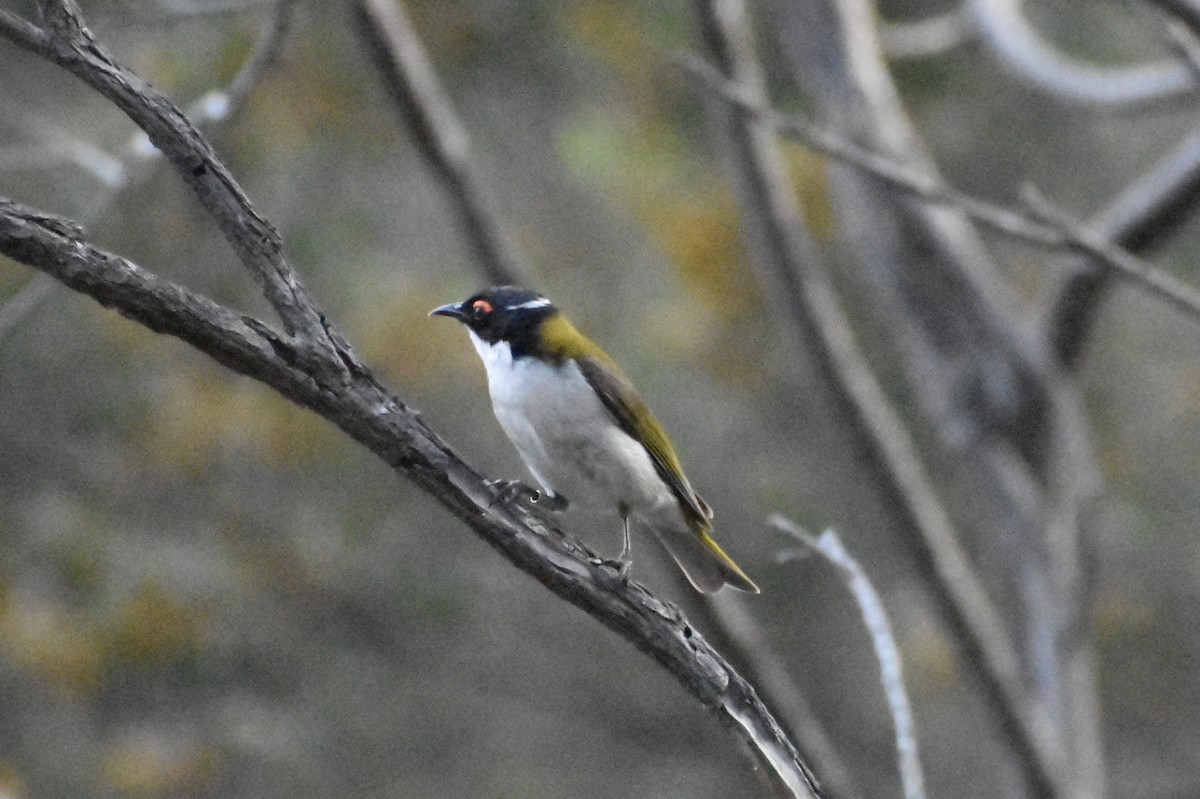 White-naped Honeyeater - ML642097449