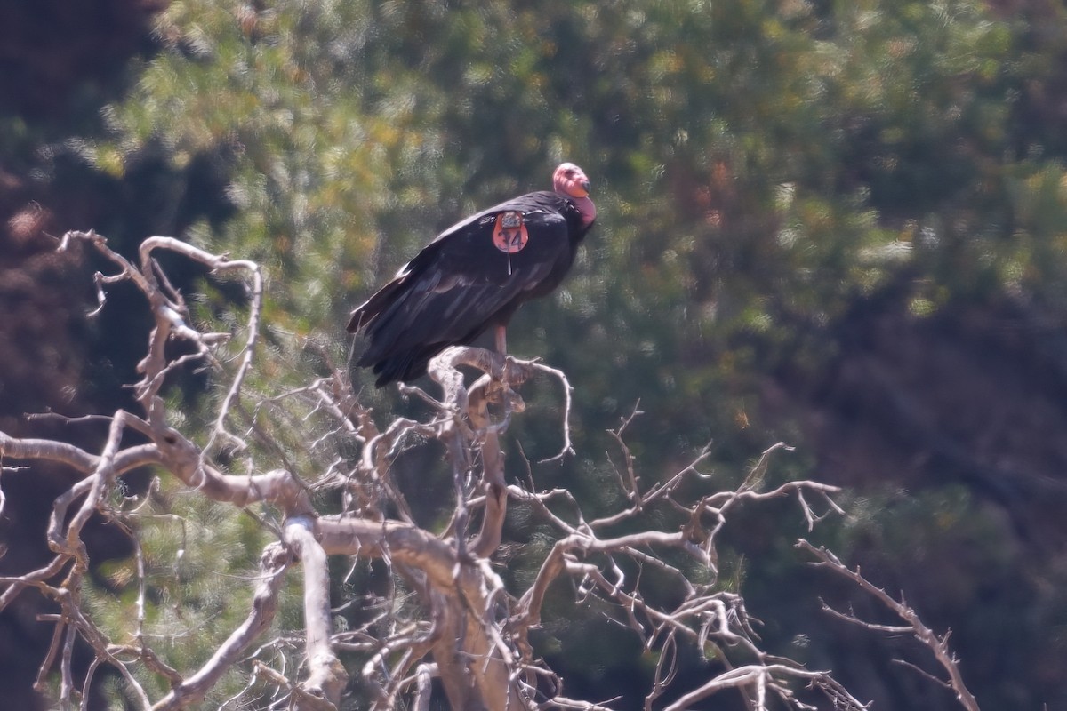 California Condor - ML642097450
