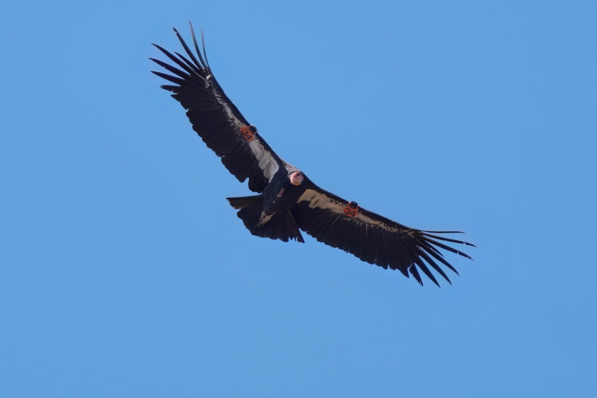 California Condor - ML642097451