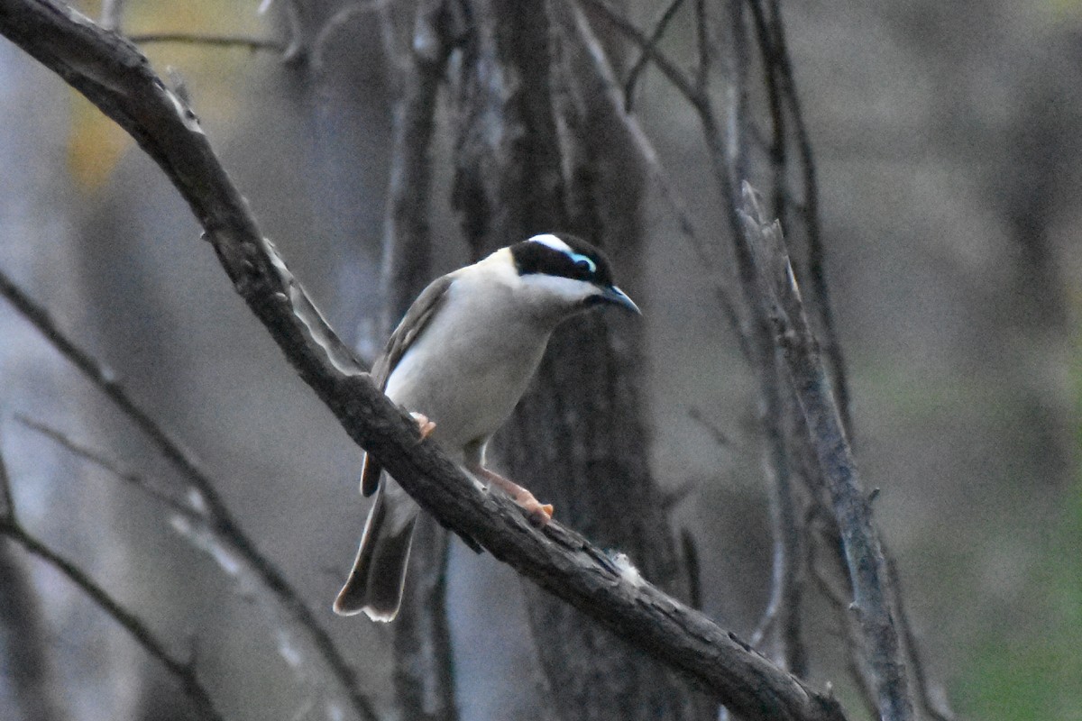 Black-chinned Honeyeater - ML642097453