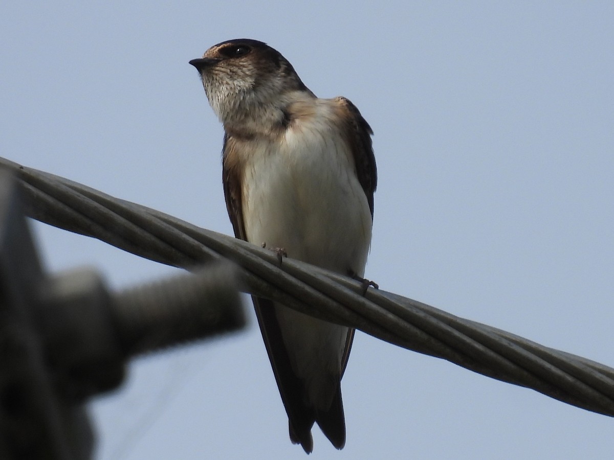 Tree Martin - ML642097458