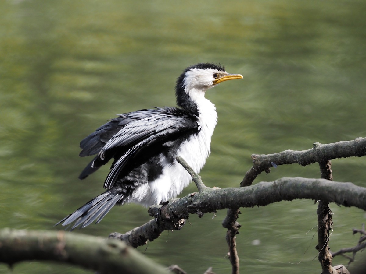 Little Pied Cormorant - ML642097459
