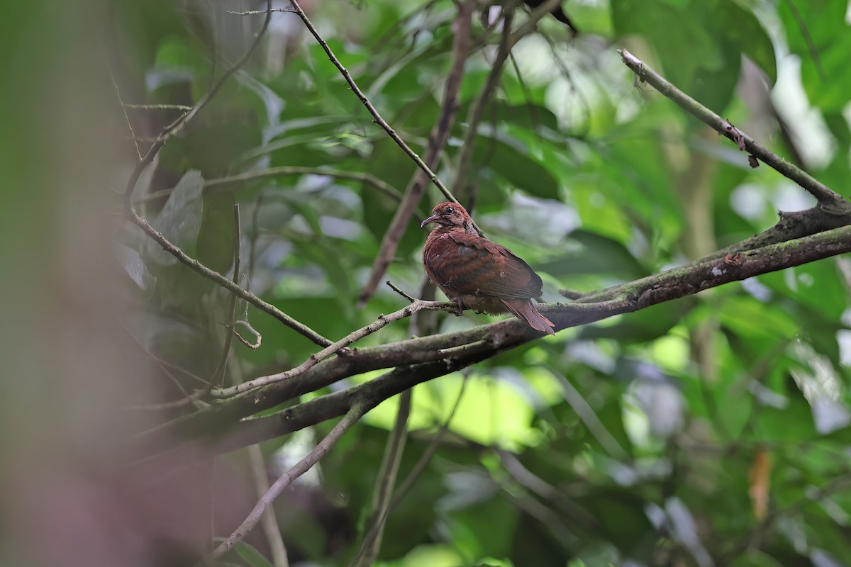 Sultan's Cuckoo-Dove (Sulawesi) - ML642097465