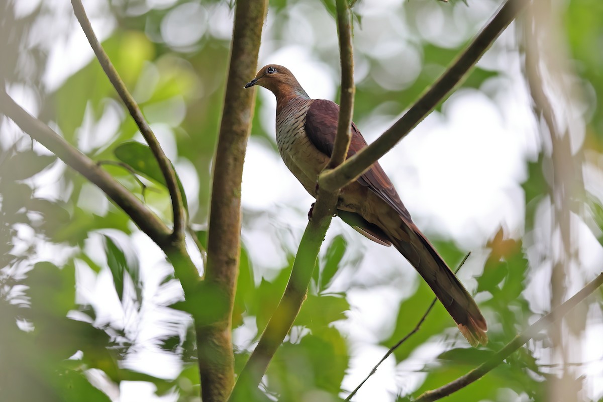 Sultan's Cuckoo-Dove (Sulawesi) - ML642097466