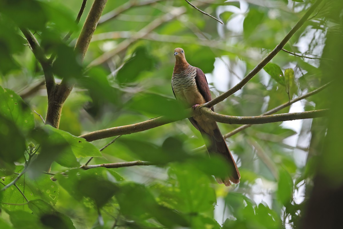 Sultan's Cuckoo-Dove (Sulawesi) - ML642097467