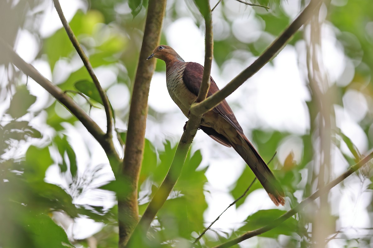 Sultan's Cuckoo-Dove (Sulawesi) - ML642097468