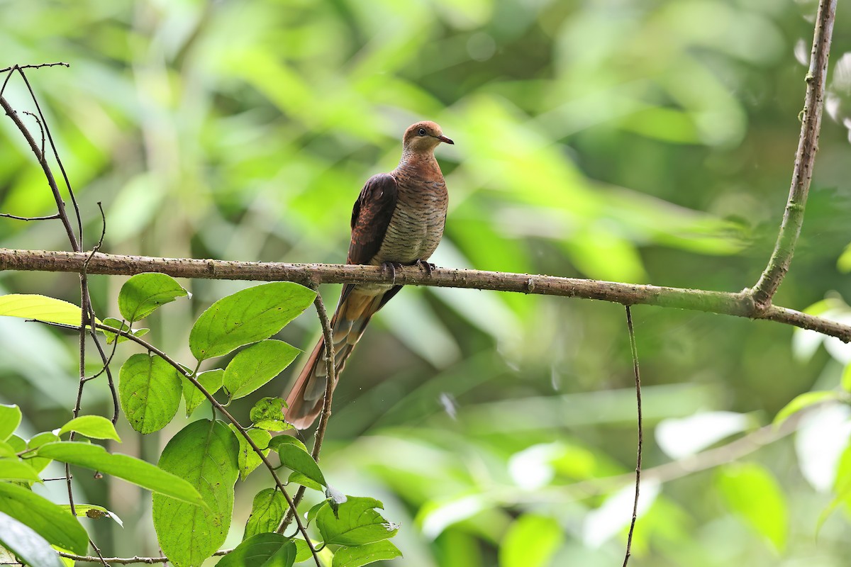 Sultan's Cuckoo-Dove (Sulawesi) - ML642097469