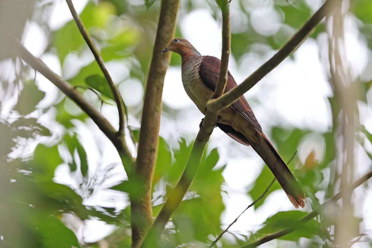 Sultan's Cuckoo-Dove (Sulawesi) - ML642097470