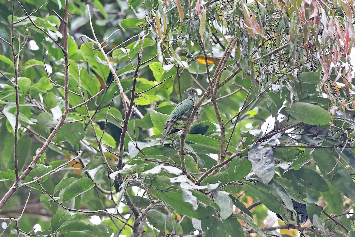 Superb Fruit-Dove (Western) - ML642097481