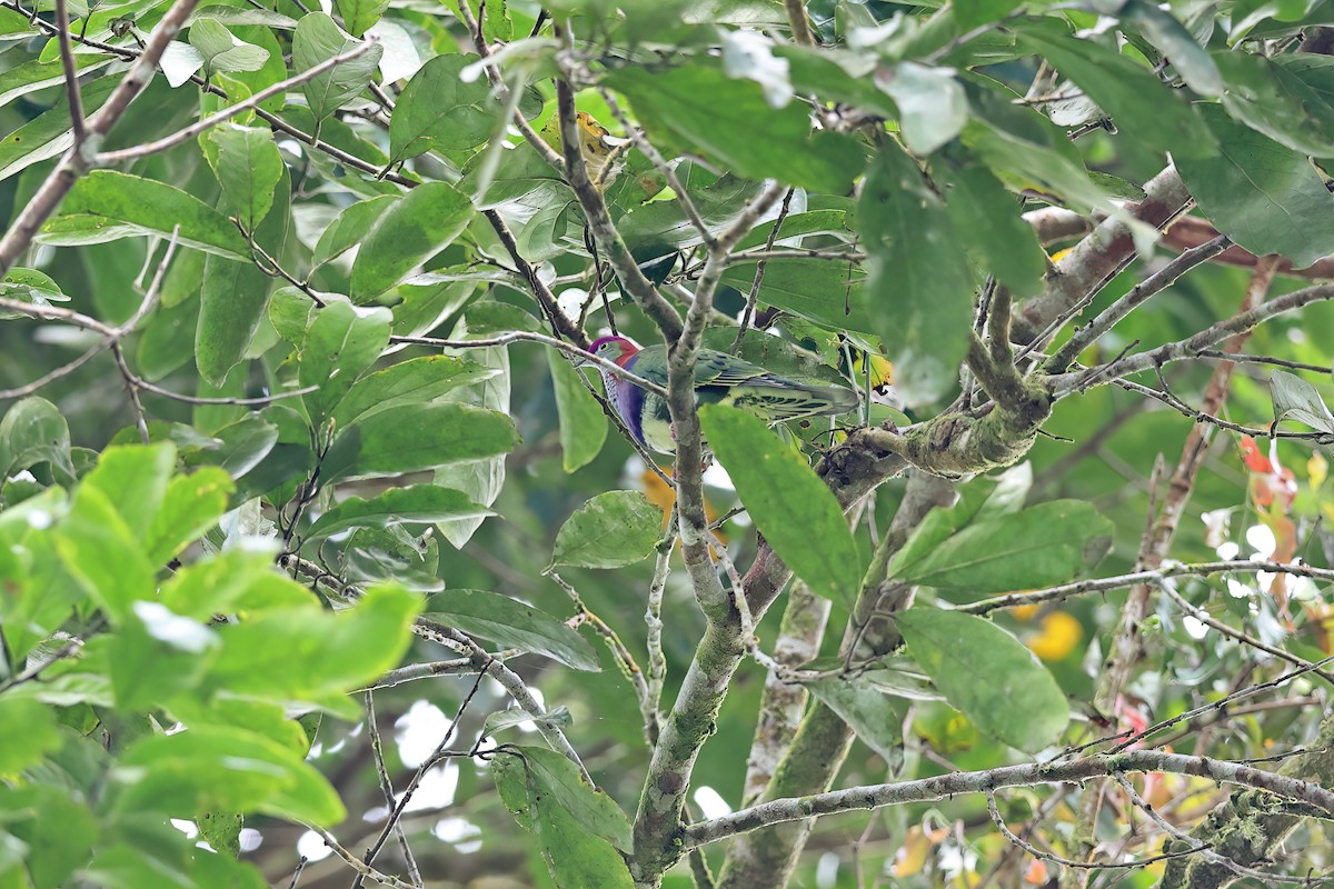 Superb Fruit-Dove (Western) - ML642097482