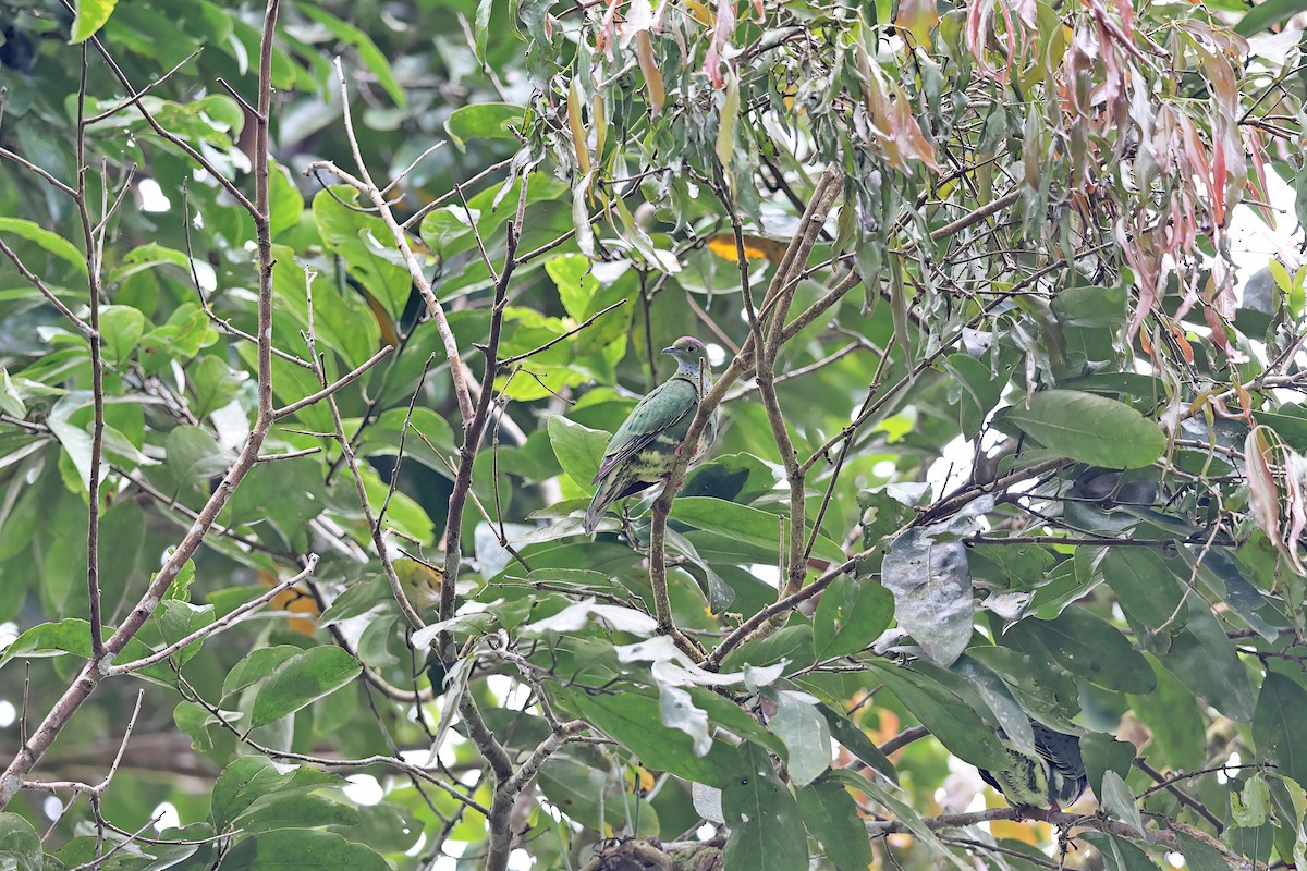 Superb Fruit-Dove (Western) - ML642097483