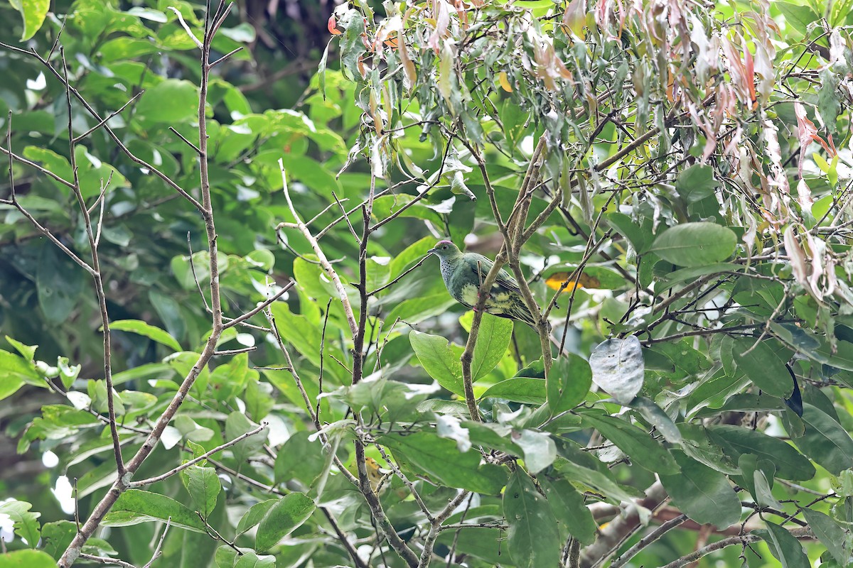 Superb Fruit-Dove (Western) - ML642097484