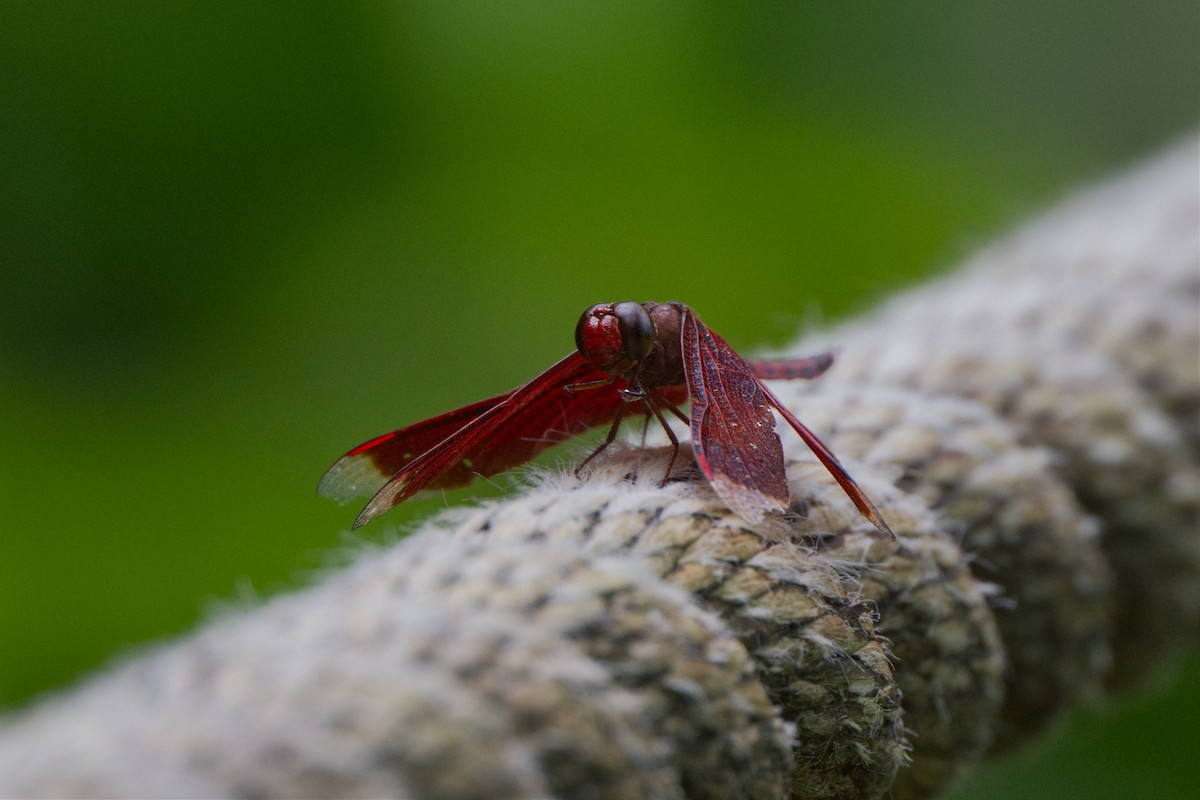 Common Parasol - ML642097494