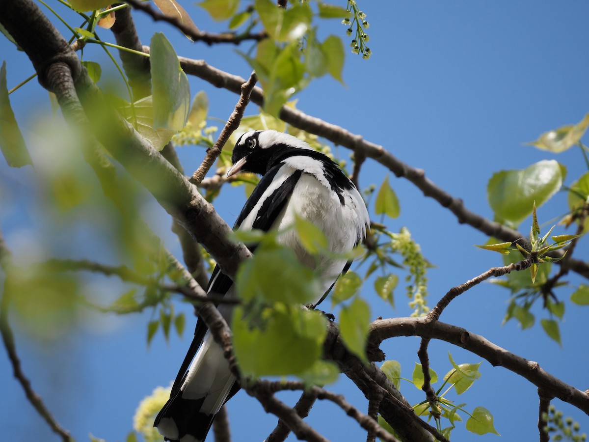 Magpie-lark - ML642097507