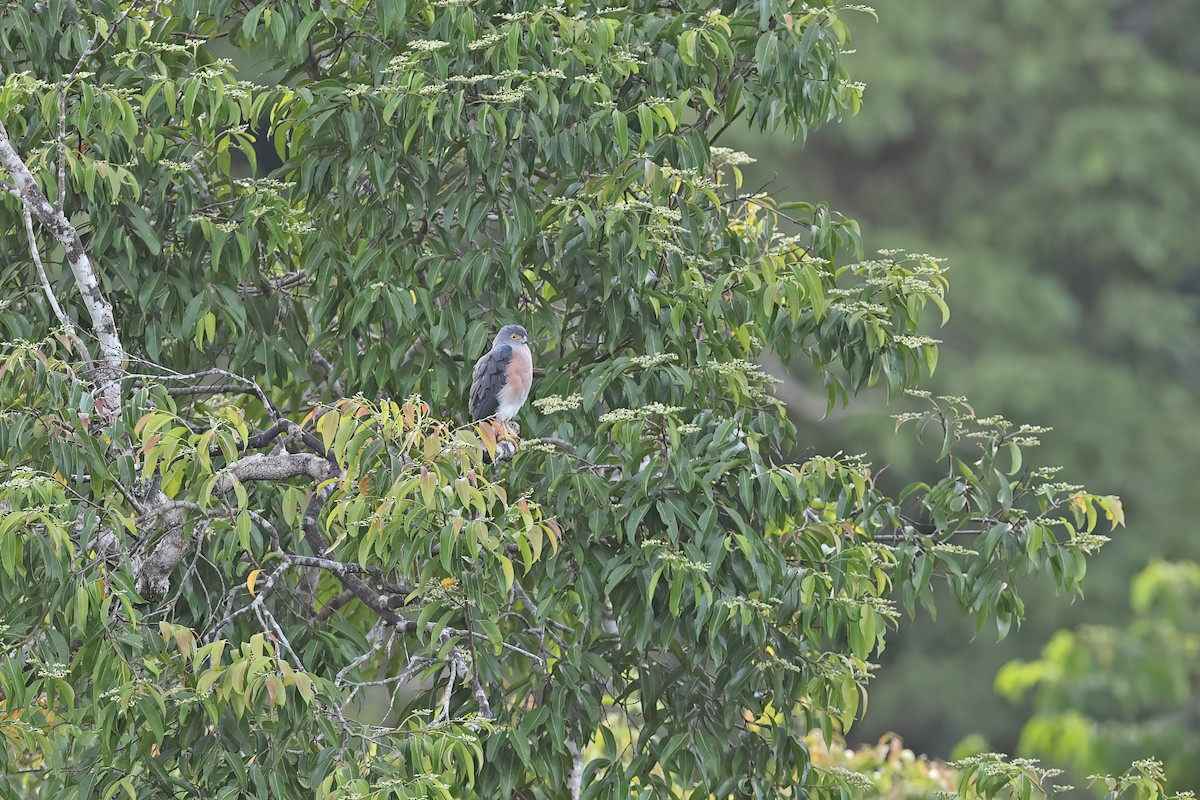 Vinous-breasted Sparrowhawk - ML642097519