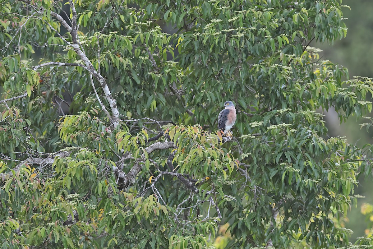Vinous-breasted Sparrowhawk - ML642097520