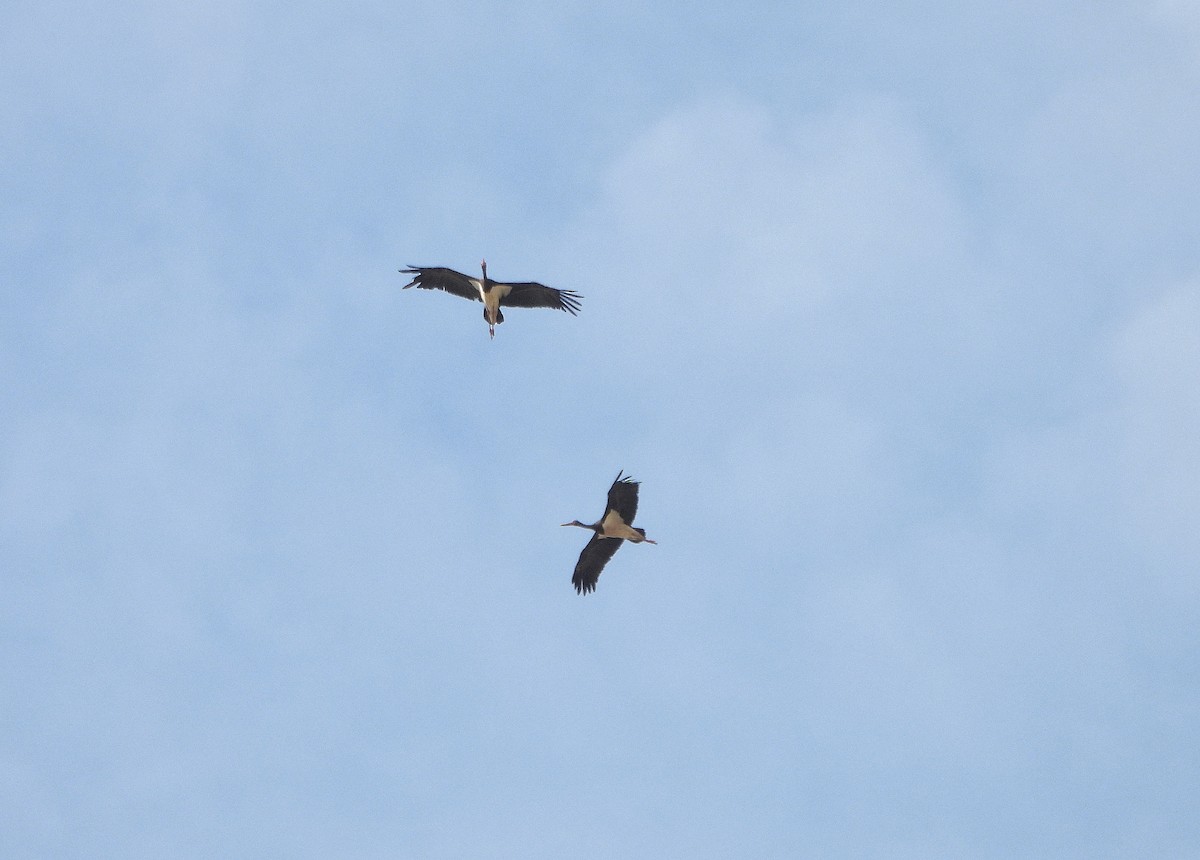 Black Stork - ML642097522