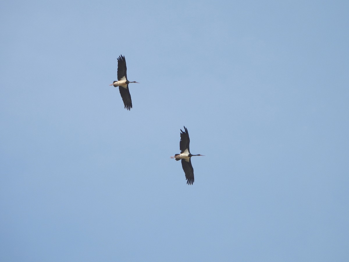 Black Stork - ML642097525