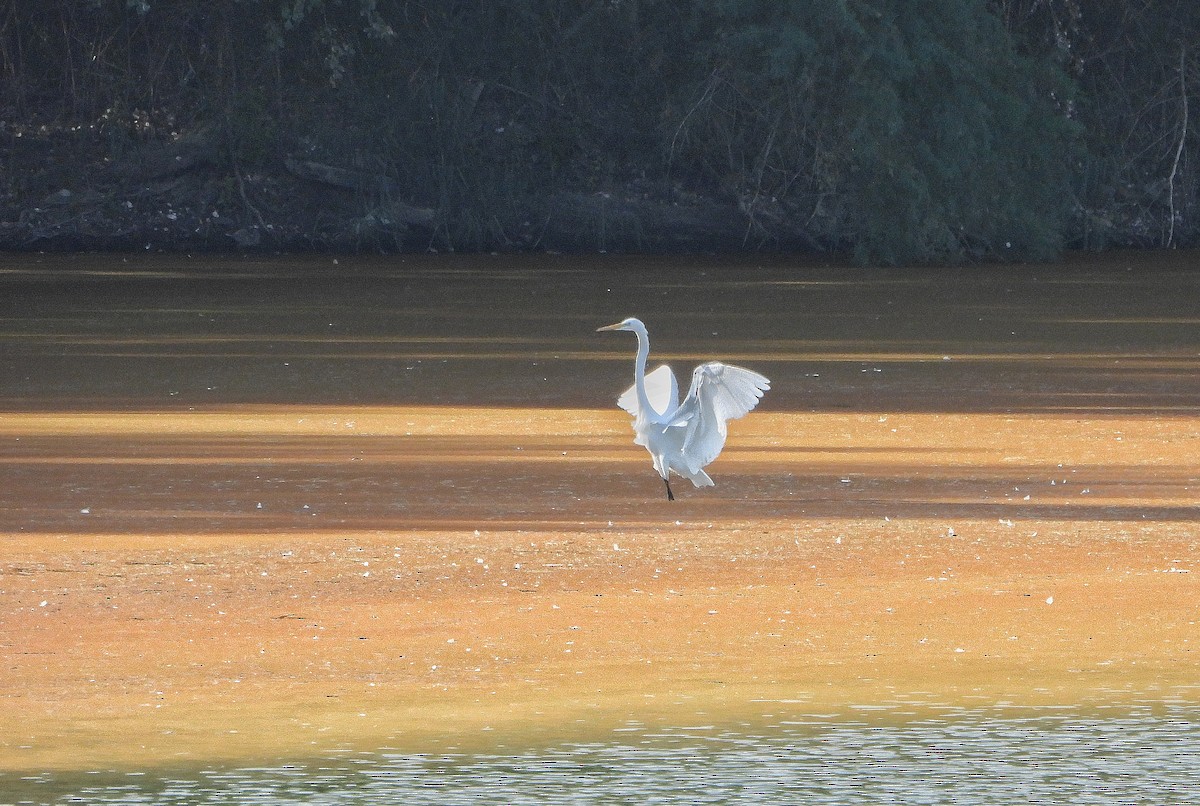 Great Egret - ML642097532