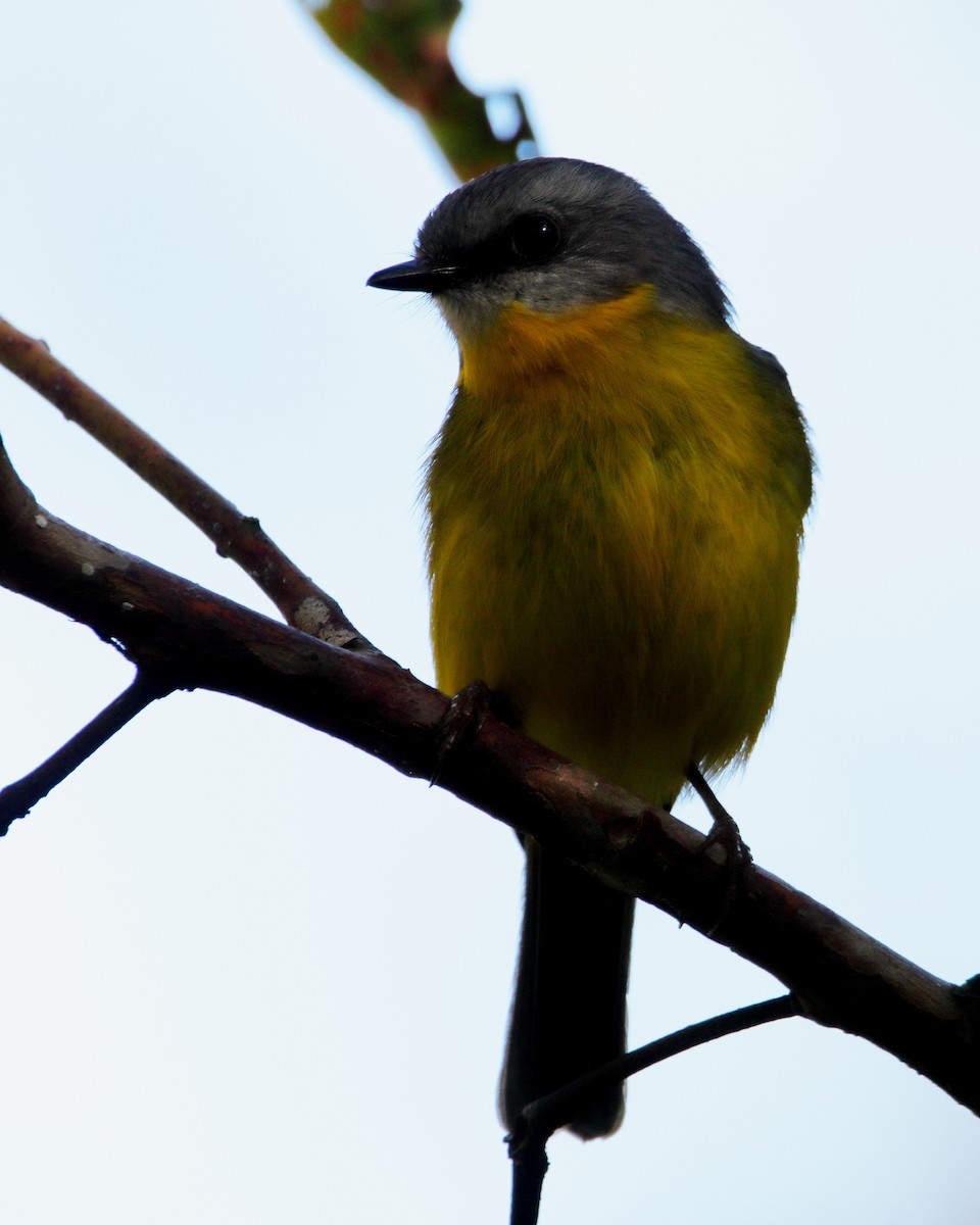 Eastern Yellow Robin - ML642097540