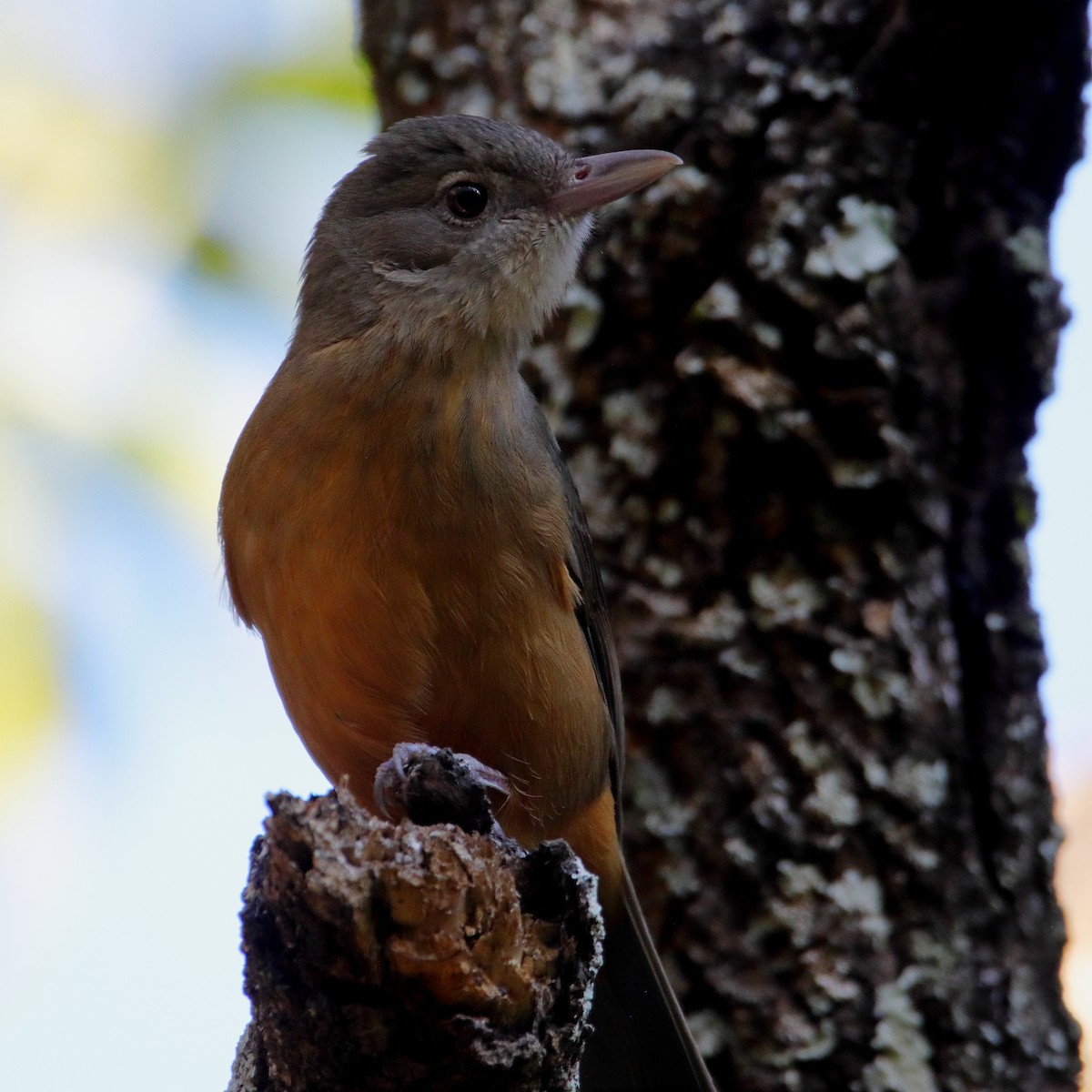Rufous Shrikethrush - ML642097556