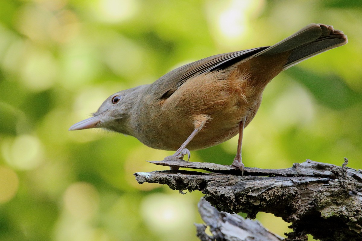 Rufous Shrikethrush - ML642097559