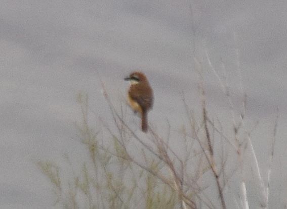 Brown Shrike - ML642097573
