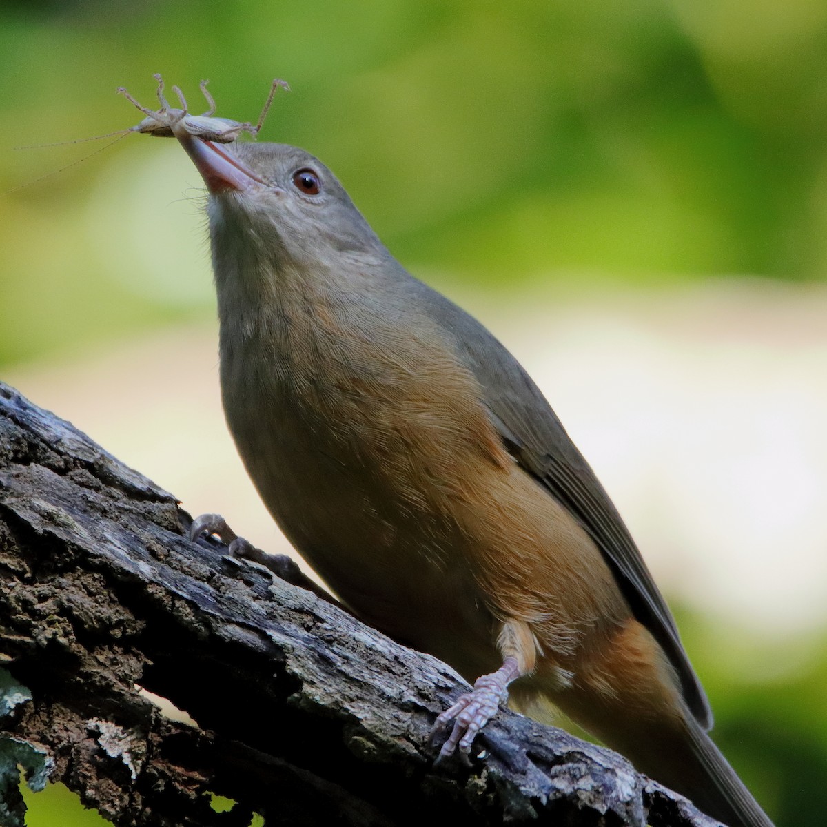 Rufous Shrikethrush - ML642097578