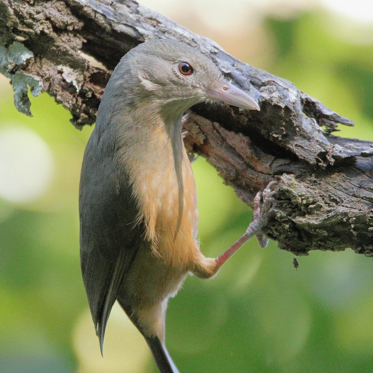 Rufous Shrikethrush - ML642097580