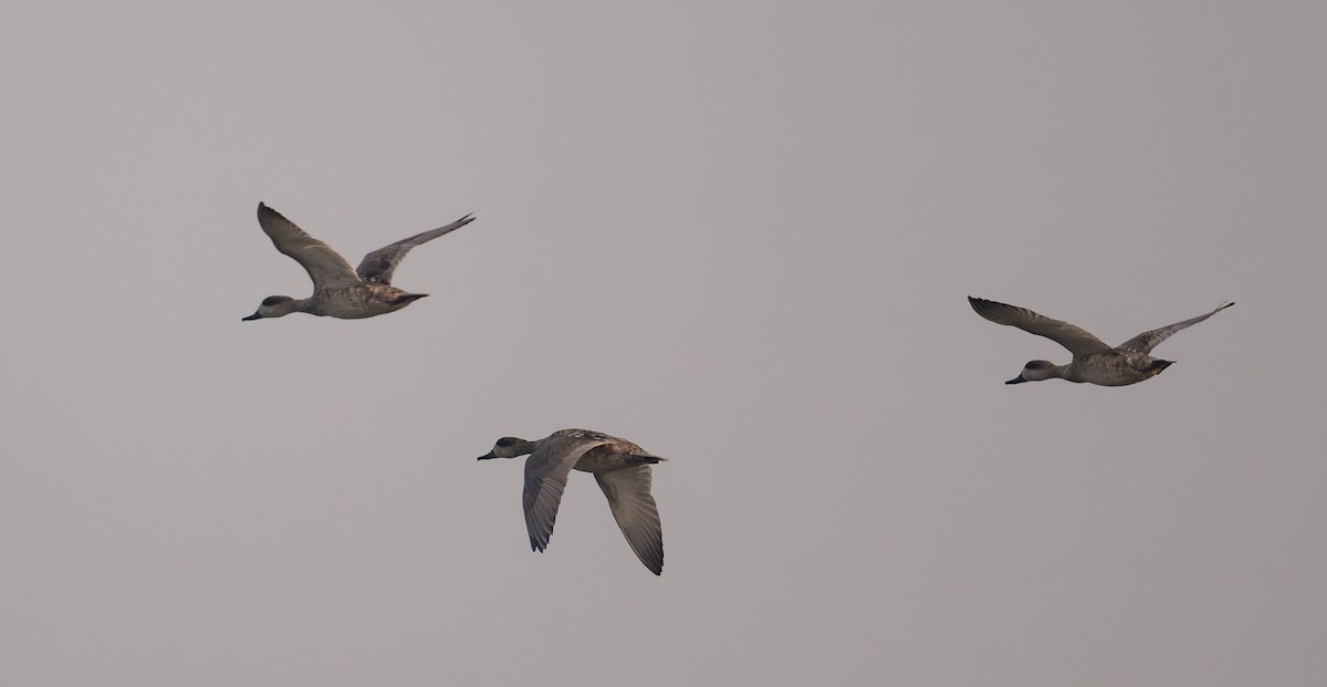 Marbled Duck - ML642097622
