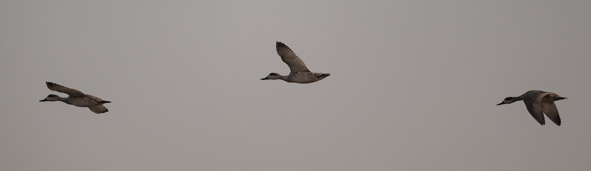 Marbled Duck - ML642097626
