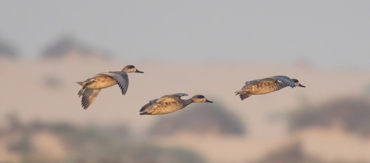Marbled Duck - ML642097627