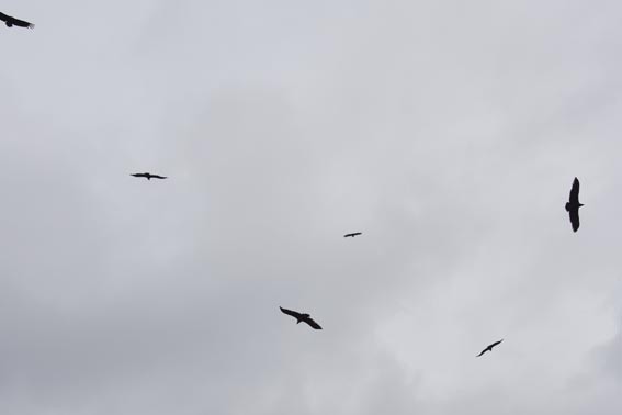 Cinereous Vulture - ML642097630
