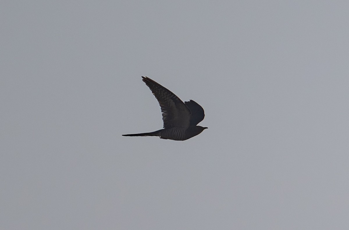 Common Cuckoo - ML642097631
