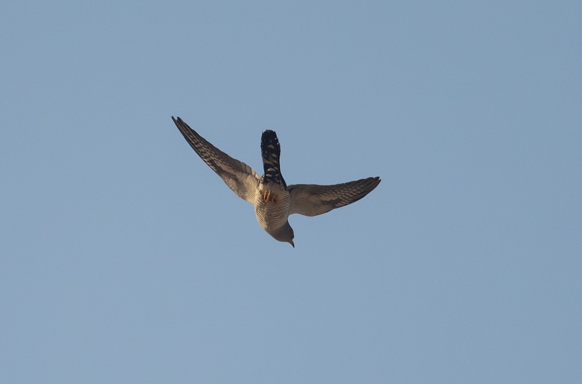 Common Cuckoo - ML642097632