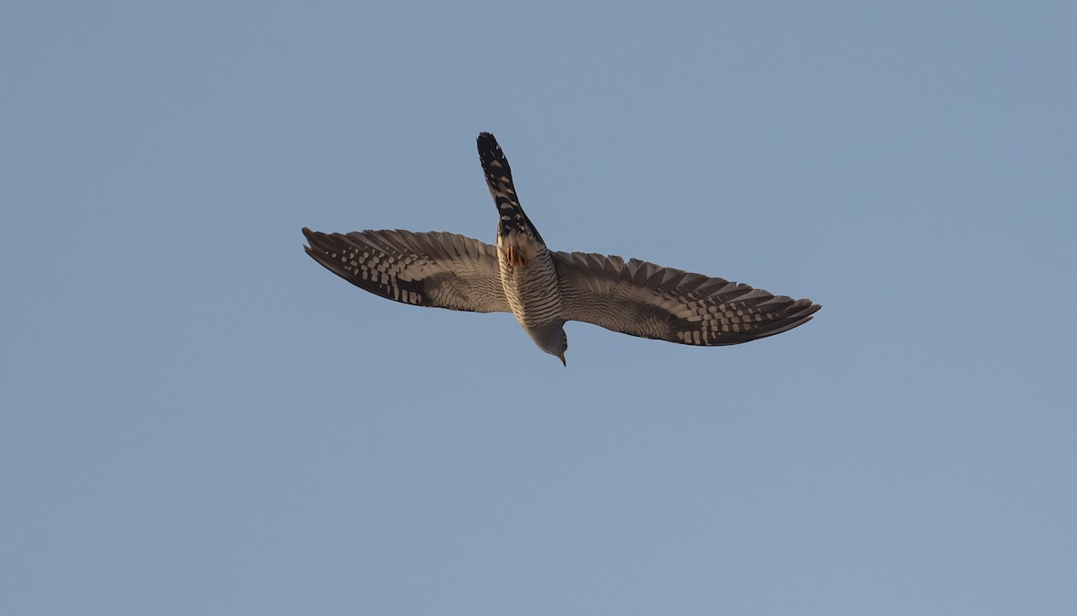 Common Cuckoo - ML642097633