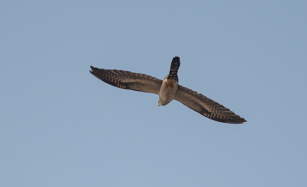 Common Cuckoo - ML642097634