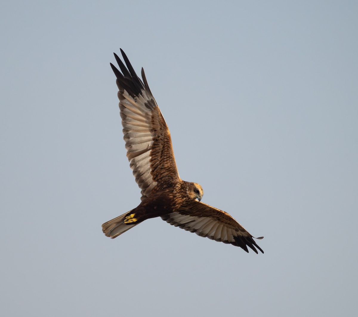 Western Marsh Harrier - ML642097638