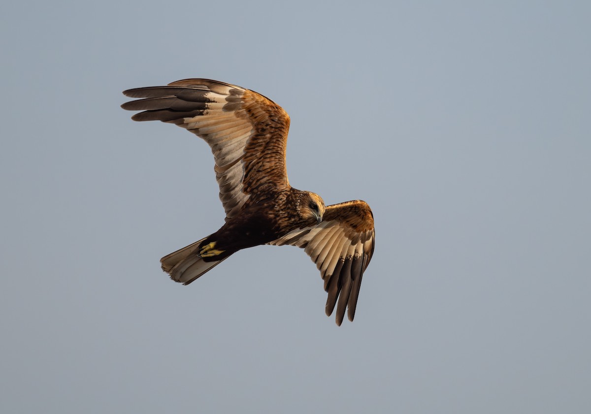 Western Marsh Harrier - ML642097639