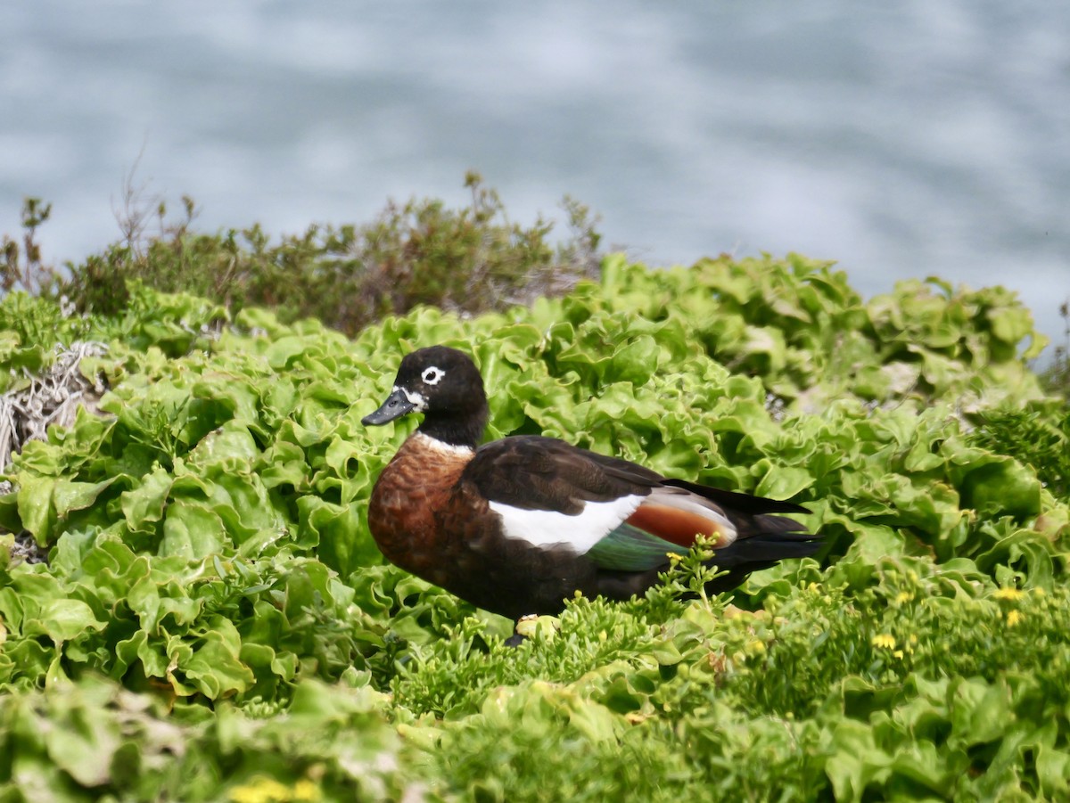 Australian Shelduck - ML642097643