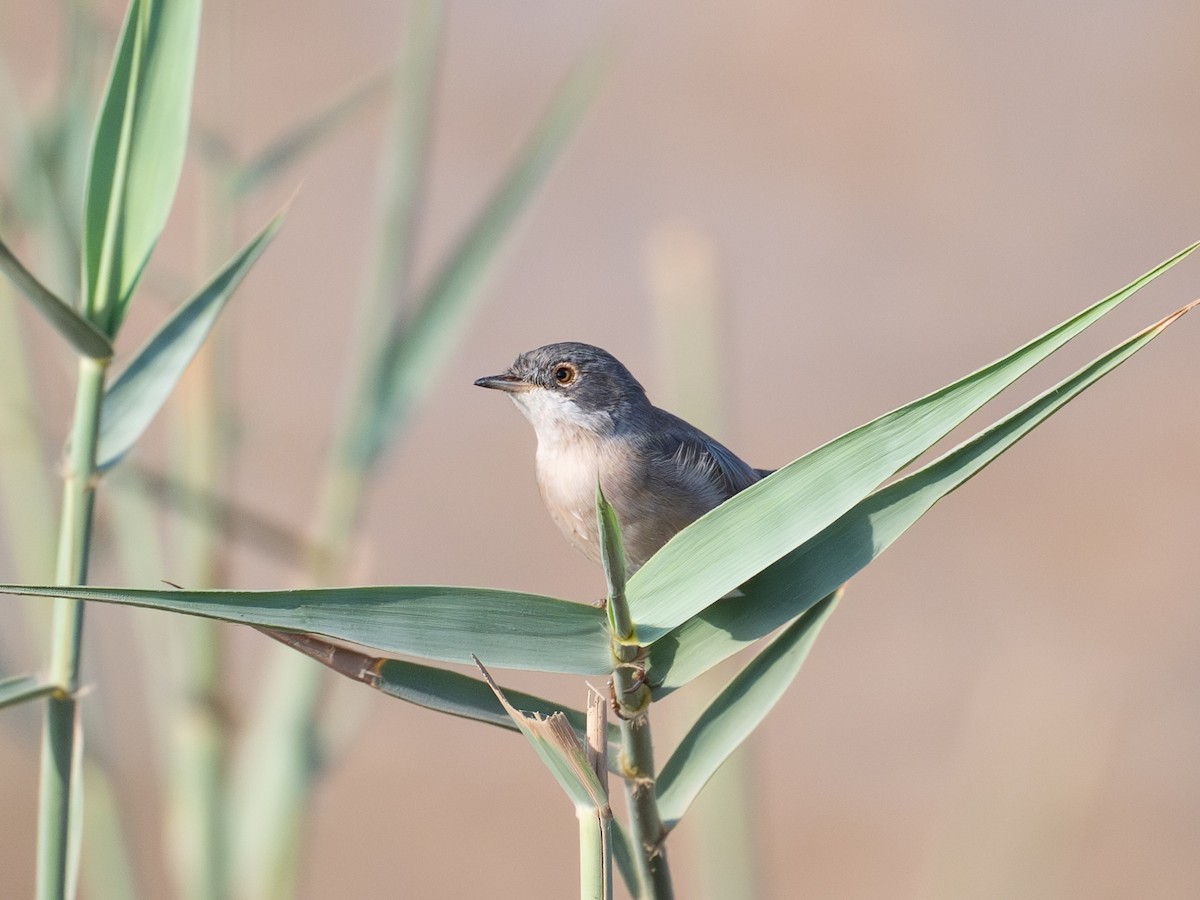 Menetries's Warbler - ML642097646