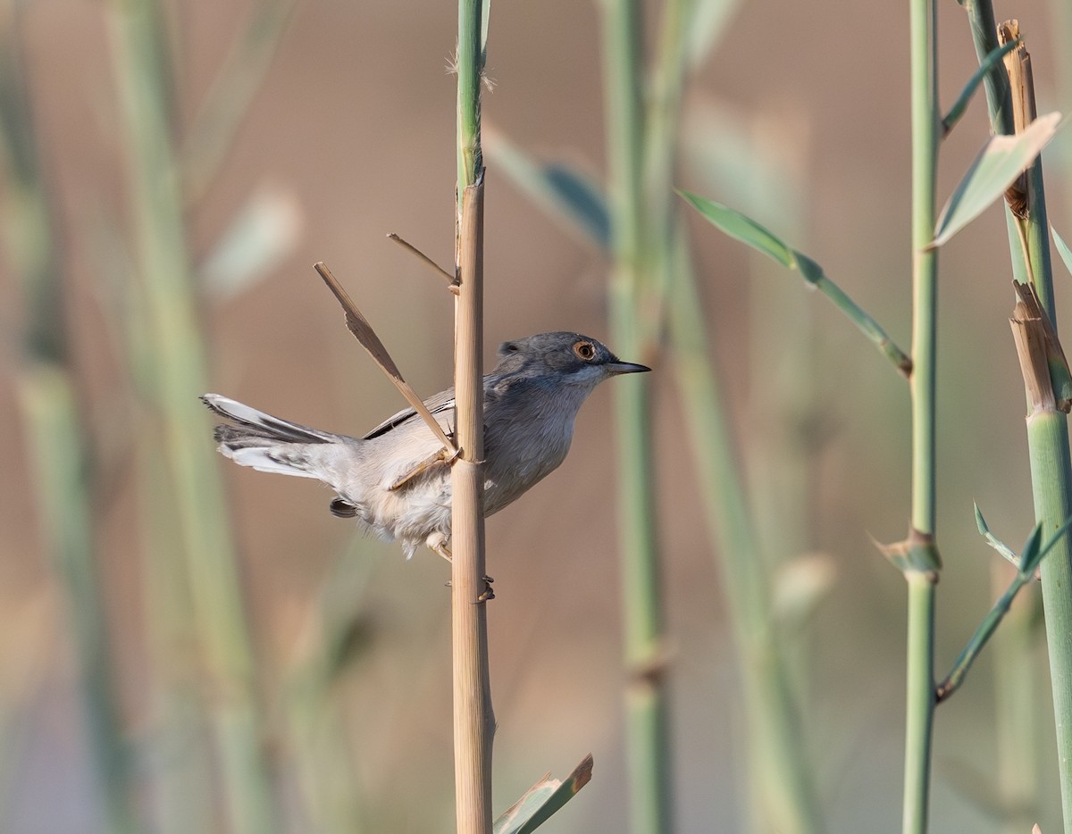 Menetries's Warbler - ML642097647