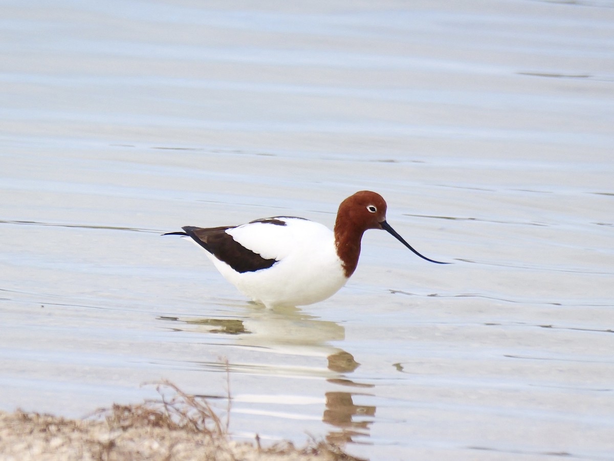 Red-necked Avocet - ML642097648