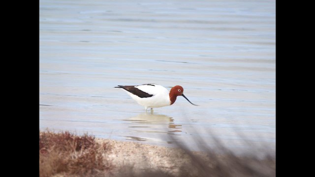 Red-necked Avocet - ML642097649